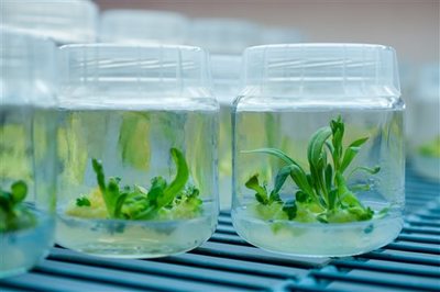 植物生物基材料技術研發 綠色革命的創新引擎